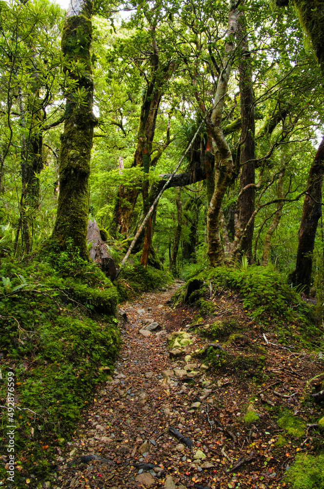 Walking track through the temperate rainforest of Tararua Forest Park, in the south of North Island, New Zealand. 
