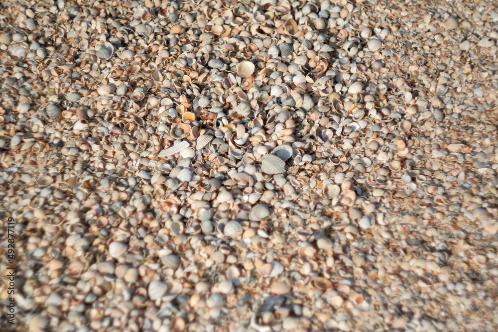 Texture of thousands seashells. Shell beach, background for a post, screensaver, wallpaper, postcard, poster, banner, cover, website. High quality photo Texture of thousands seashells. Shell beach, background for a post, screensaver, wallpaper, postcard, poster, banner, cover, website. High quality photo