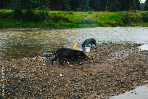 Fototapeta Naklejka Na Ścianę i Meble -  Perros comiendo basura en un rio con fuego al costado.  Concepto de contaminación