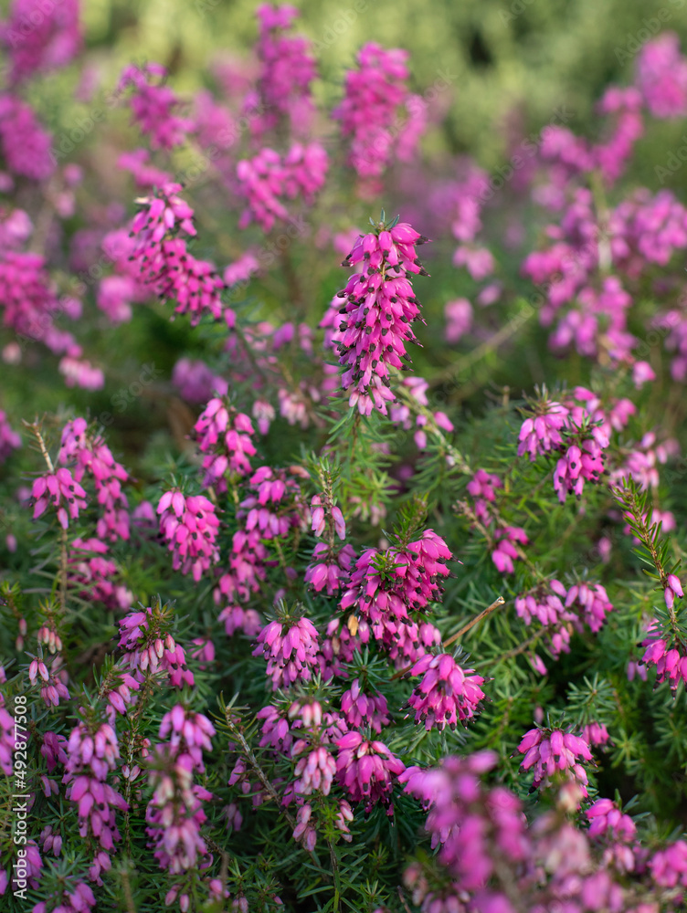 bright lavender macro nature greenery