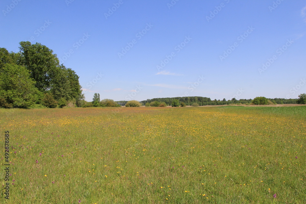 a beautiful flowery wet grassland with yellow buttercups and wild orchids with trees and a blue sky in holland in springtime