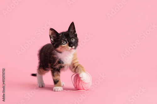 Cute female calico playing with a pink woolen ball looking up on a pink background © Elles Rijsdijk