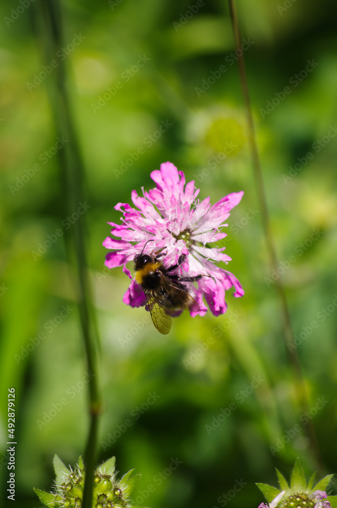 gros plan sur abeille qui butine une fleur rose avec arrière plan en flou artistique gros plan sur abeille qui butine une fleur rose avec arrière plan en flou artistique
