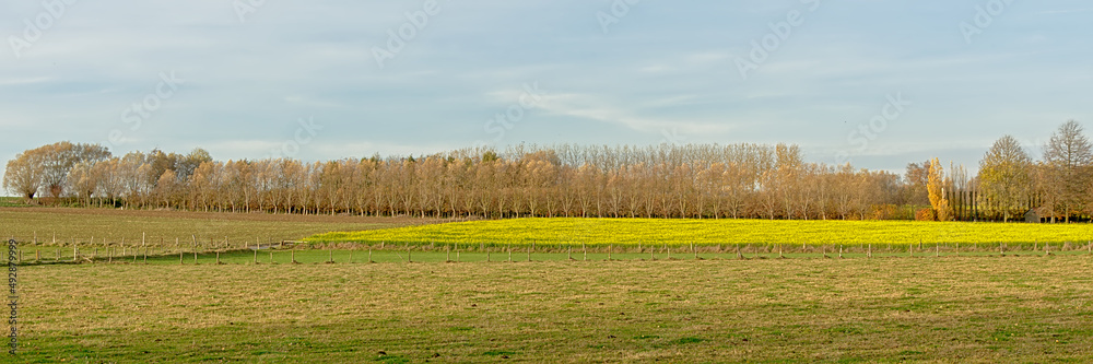 Farm landscape with fields and bare willow trees in Flemmish Ardennes, belgium