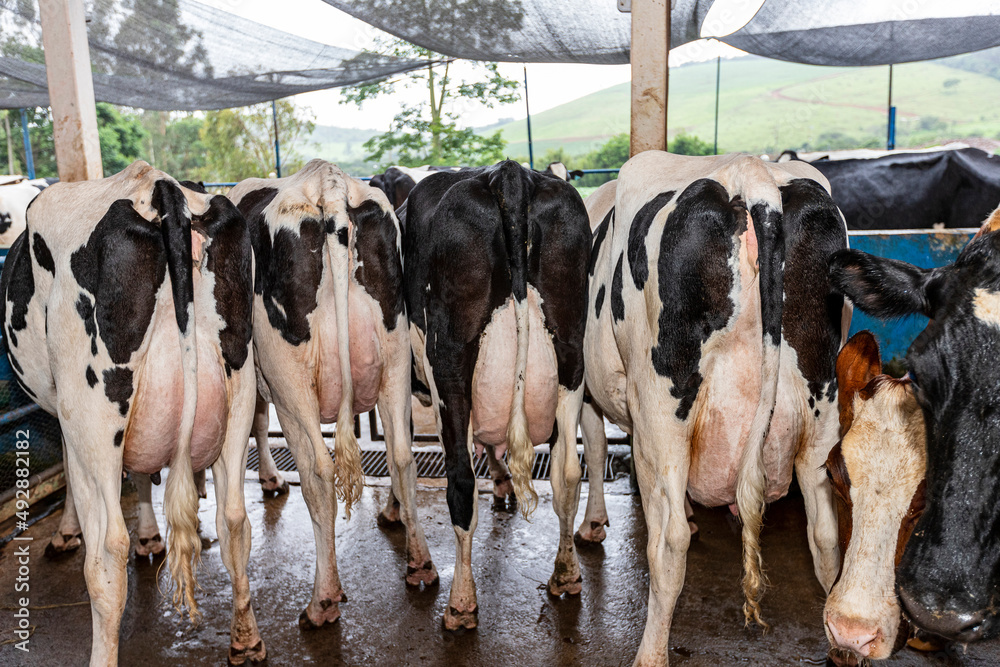 butts with udders of a herd of cows side by side