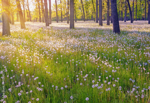 Glade with dandelions in the forest on sunny summer day. Ukraine, Uman