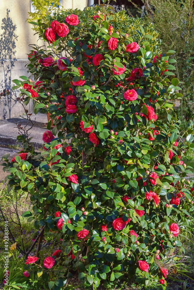 Flowering camellia bush with red flowers in garden on sunny spring day. Montenegro
