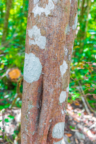 Tropical orange tree bark texture with moss and lichen Mexico.