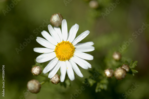Flora of Gran Canaria - Argyranthemum, marguerite daisy endemic to the Canary Islands 