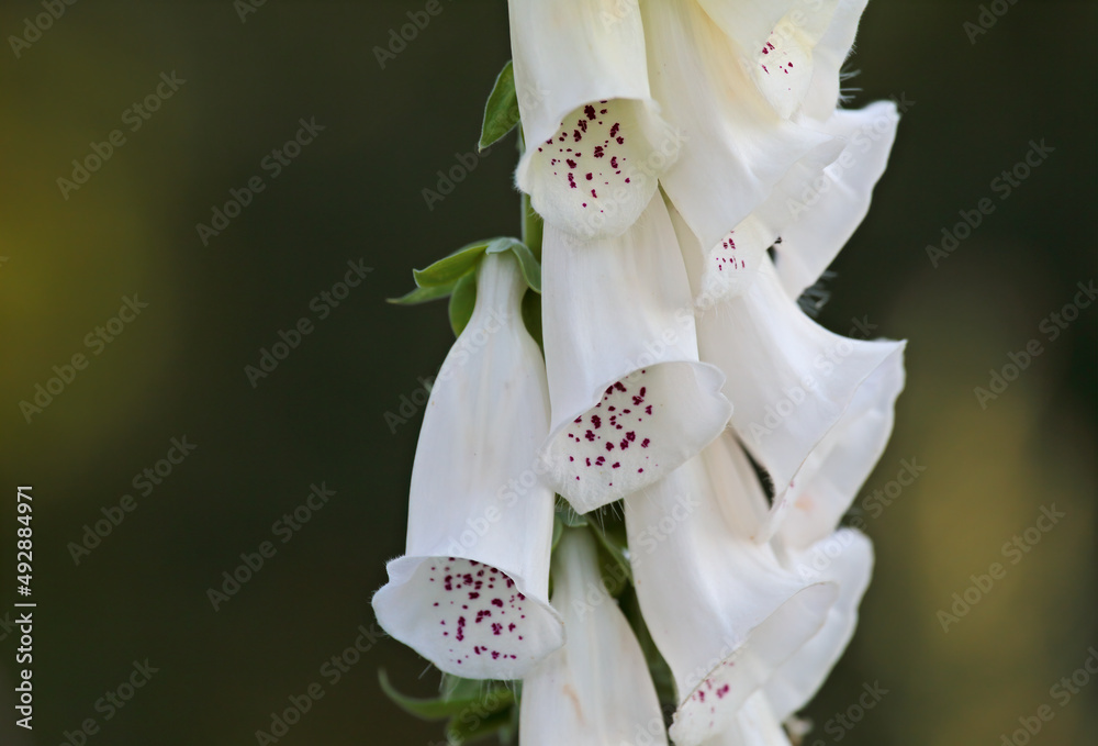 White foxglove blooming  - obrazy, fototapety, plakaty 