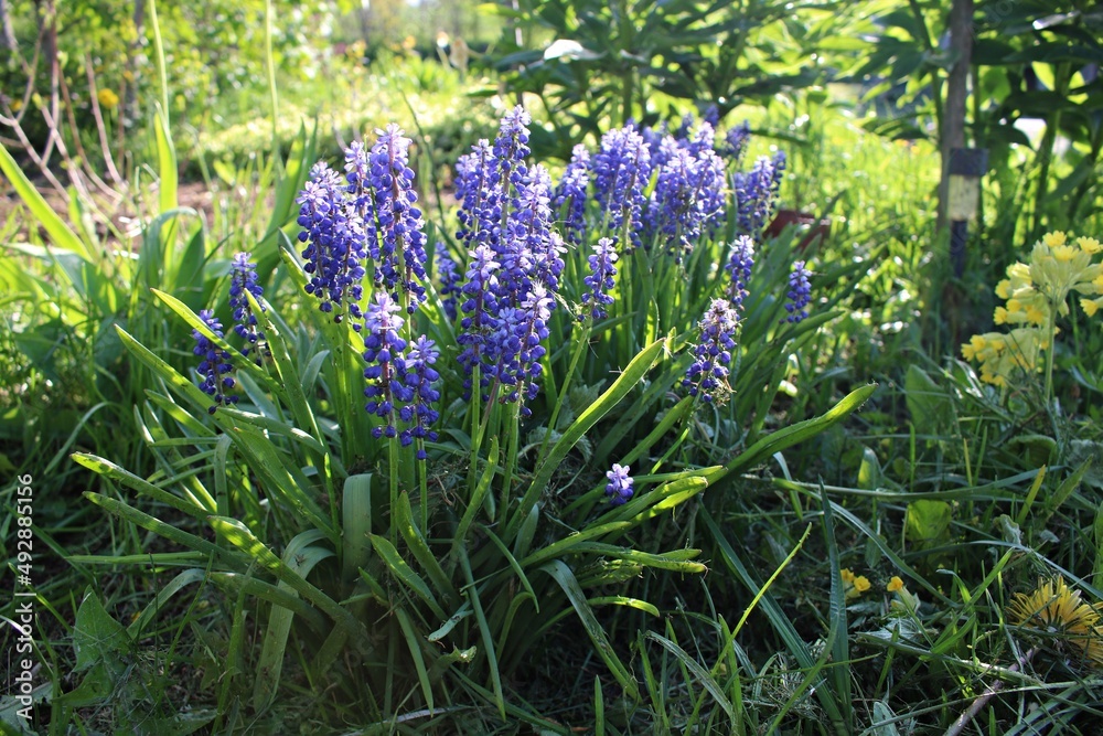 Obraz premium Wildflowers bloomed in the summer in the meadows among the green grass