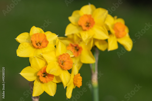 Fototapeta Naklejka Na Ścianę i Meble -  Daffodils (narcissus) in bloom
