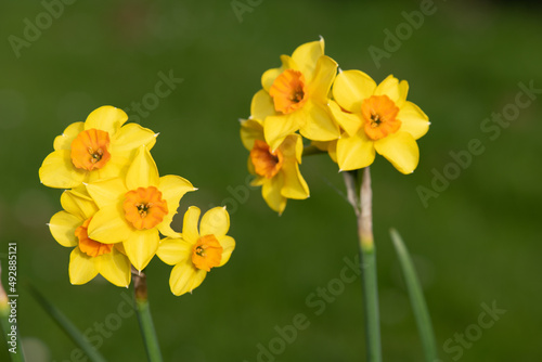 Fototapeta Naklejka Na Ścianę i Meble -  Daffodils (narcissus) in bloom
