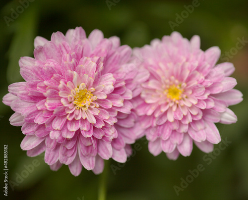 Flora of Gran Canaria - Argyranthemum, marguerite daisy endemic to the Canary Islands, garden cultivated variety 