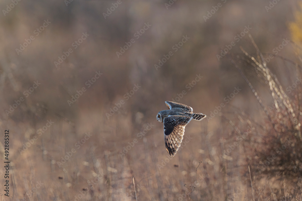 Short-eared owl Asio flammeus in flight at sunset Short-eared owl Asio flammeus in flight at sunset