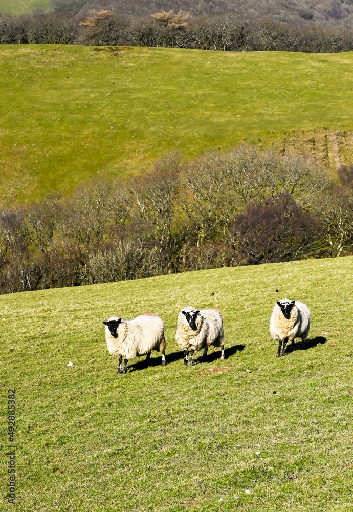 Trio of Welsh blackfaced sheep on a hill farm looking at the camera. No people. Copy space. Trio of Welsh blackfaced sheep on a hill farm looking at the camera. No people. Copy space.