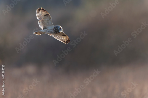 Short-eared owl Asio flammeus in flight at sunset