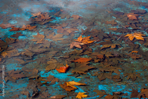 leaves after the melted snow