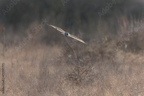 Short-eared owl Asio flammeus in flight at sunset