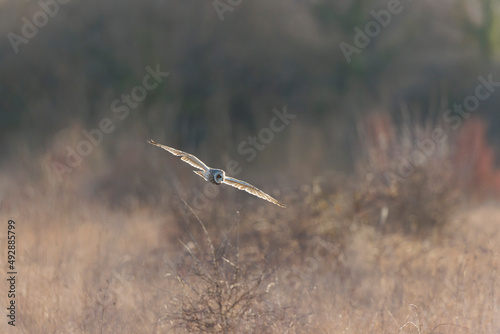 Short-eared owl Asio flammeus in flight at sunset