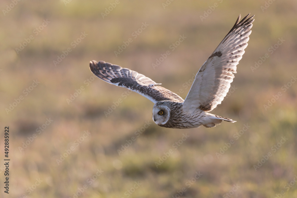Short-eared owl Asio flammeus in flight at sunset Short-eared owl Asio flammeus in flight at sunset