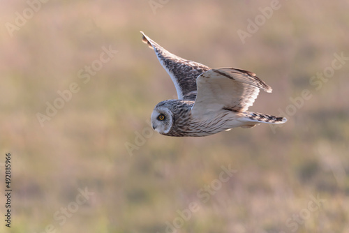 Short-eared owl Asio flammeus in flight at sunset