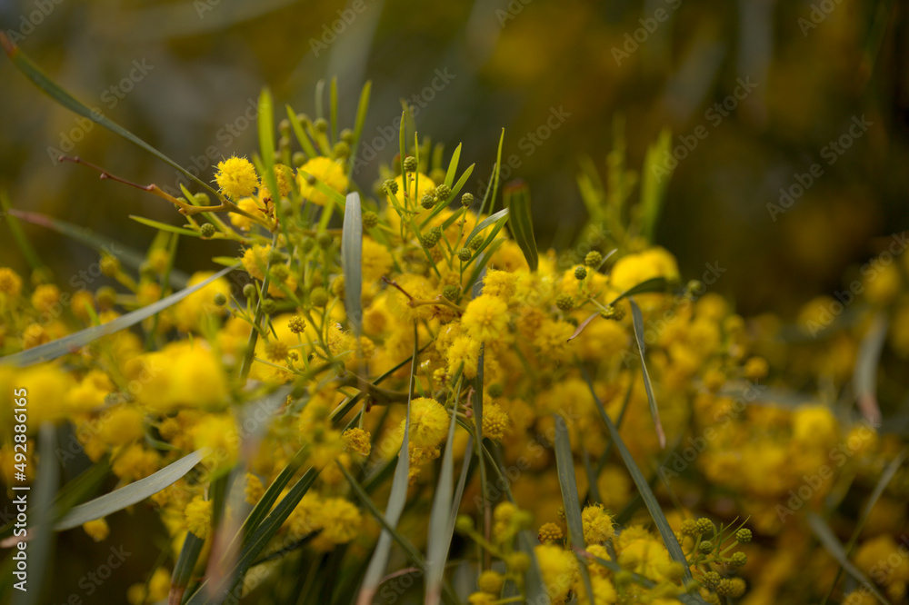Flora of Gran Canaria - Acacia saligna, golden wreath wattle, introduced and invasive species, natural macro floral background
