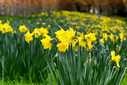Fototapeta Naklejka Na Ścianę i Meble -  Closeup view of daffodils in flower in a public park. No people.
