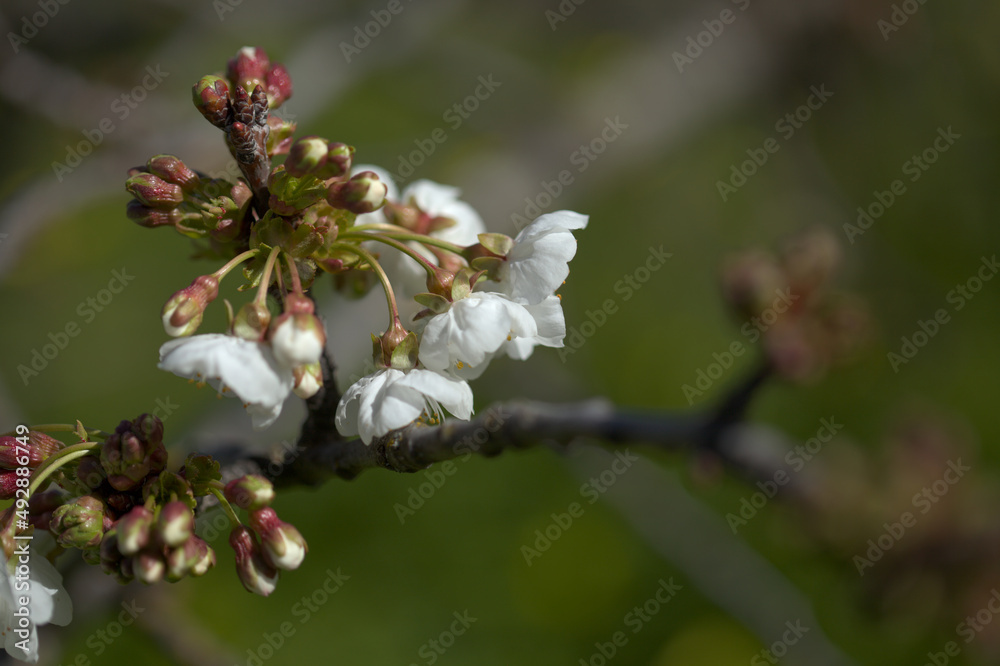 Horticulture of Gran Canaria - fruit trees blossoming in spring, March, natural macro floral background
Horticulture of Gran Canaria - fruit trees blossoming in spring, March, natural macro floral background