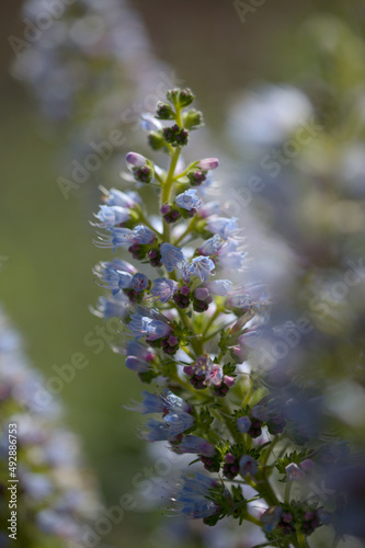 Flora of Gran Canaria -  Echium callithyrsum  blue bugloss of Tenteniguada  endemic to the island