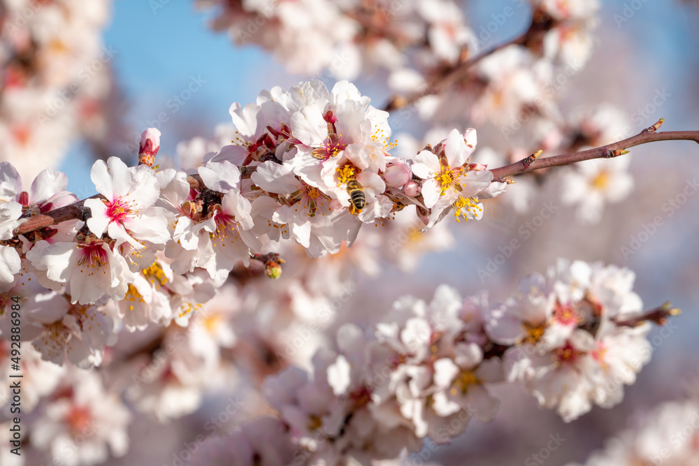 Close-up of almond blossom and bee