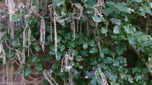 Architectural plant garrya elliptica bush with foliage against garden wall