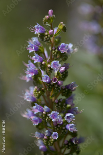 Flora of Gran Canaria -  Echium callithyrsum  blue bugloss of Tenteniguada  endemic to the island   natural macro floral background 