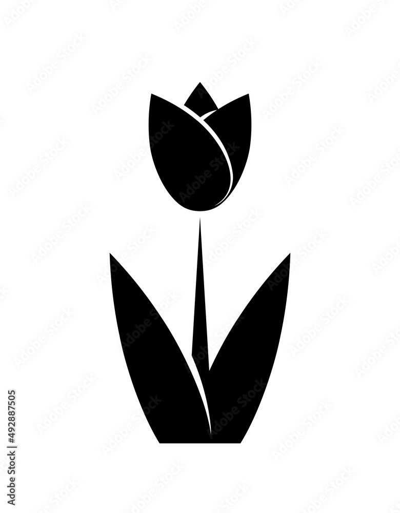 flowering tulip isolated on white background flowering tulip isolated on white background