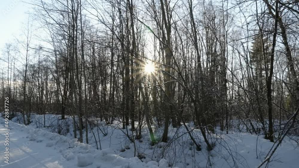 The view of the forest with the thick snow on the ground after the snowfall in Estonia The view of the forest with the thick snow on the ground after the snowfall in Estonia