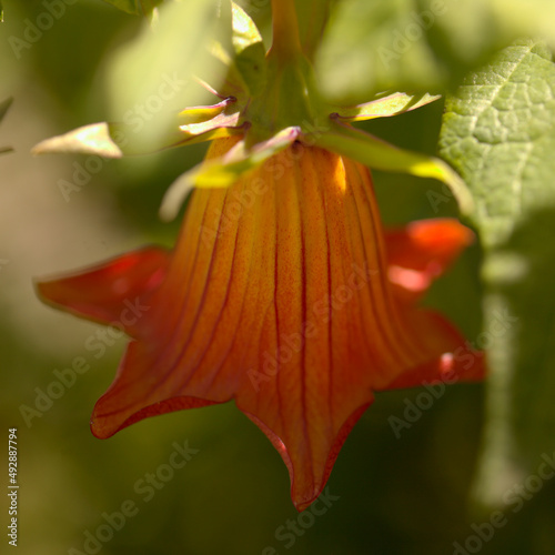 Flora of Gran Canaria -  Canarina canariensis, Canary bellflower natural macro floral background photo