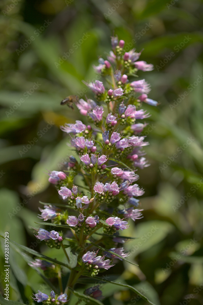 Flora of Gran Canaria - Echium callithyrsum, blue bugloss of Tenteniguada, endemic to the island,
natural macro floral background
Flora of Gran Canaria - Echium callithyrsum, blue bugloss of Tenteniguada, endemic to the island,
natural macro floral background
