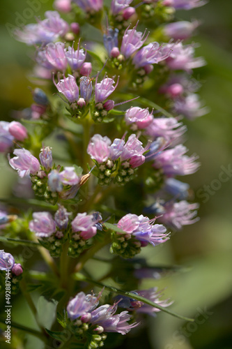 Flora of Gran Canaria -  Echium callithyrsum  blue bugloss of Tenteniguada  endemic to the island   natural macro floral background 