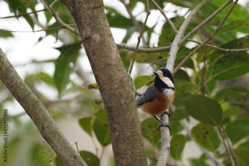 varied tit in the park