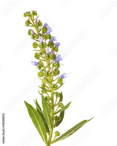 Flora of Gran Canaria -  Echium callithyrsum  blue bugloss of Tenteniguada  endemic to the island
