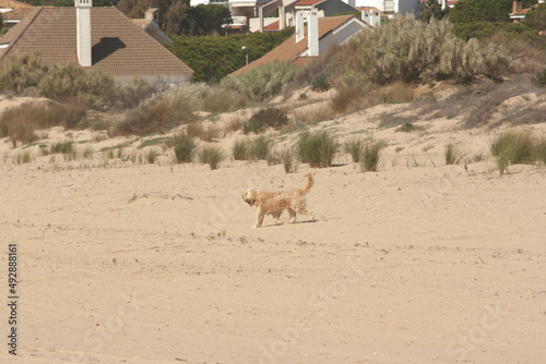 brown podenco breed dog in beach of huelva spain