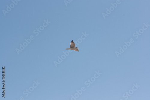 seagull bird flying over blue sky of beach of huelva spain