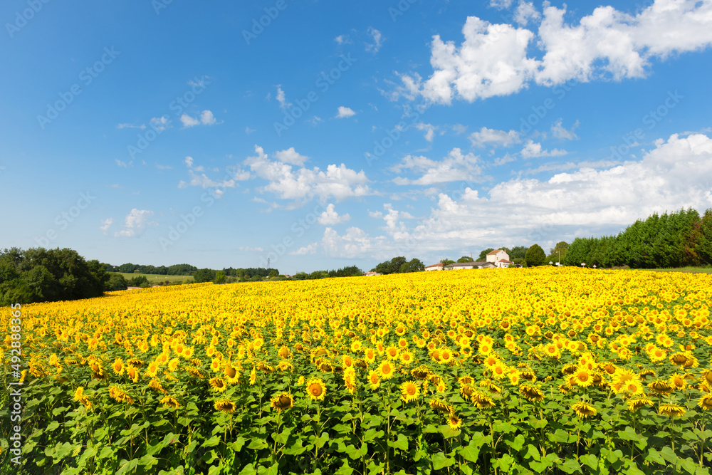 Sunflowers in the Lot-et-Garonne