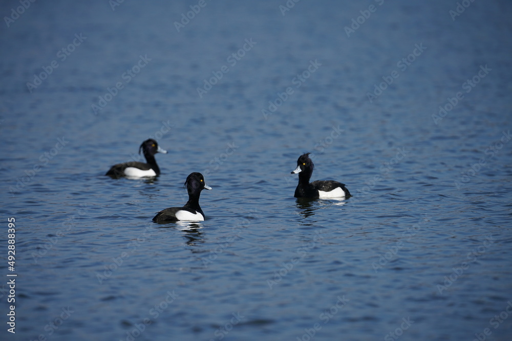 Tauchenten auf einem blauen See im Frühling, Weibchen Tauchenten auf einem blauen See im Frühling, Weibchen