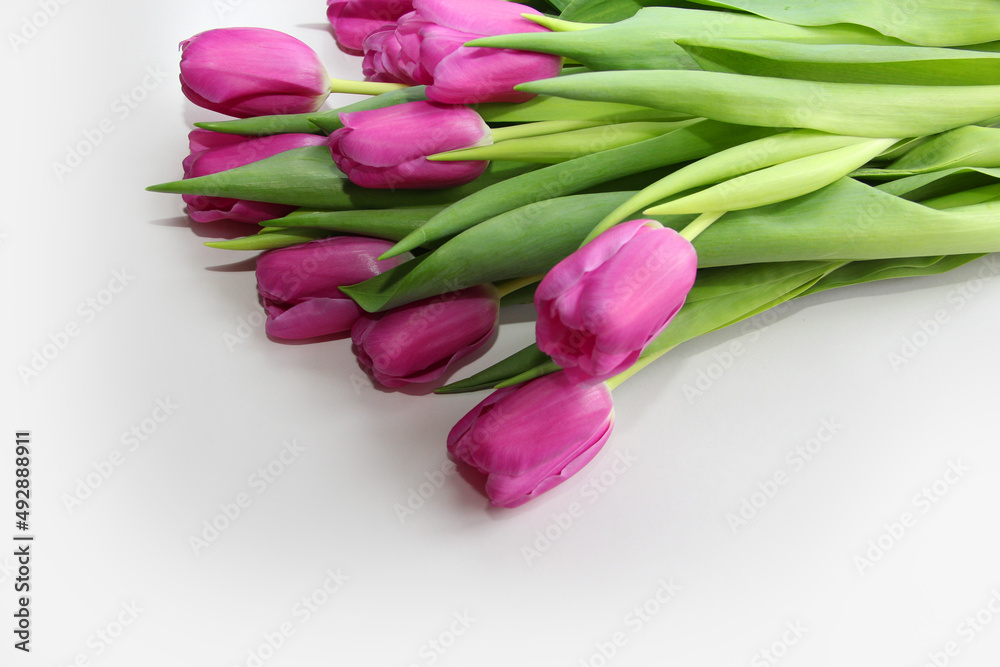 Purple tulips on a white background. Spring bouquet of purple tulips on a light background. Purple tulips on a white background. Spring bouquet of purple tulips on a light background.