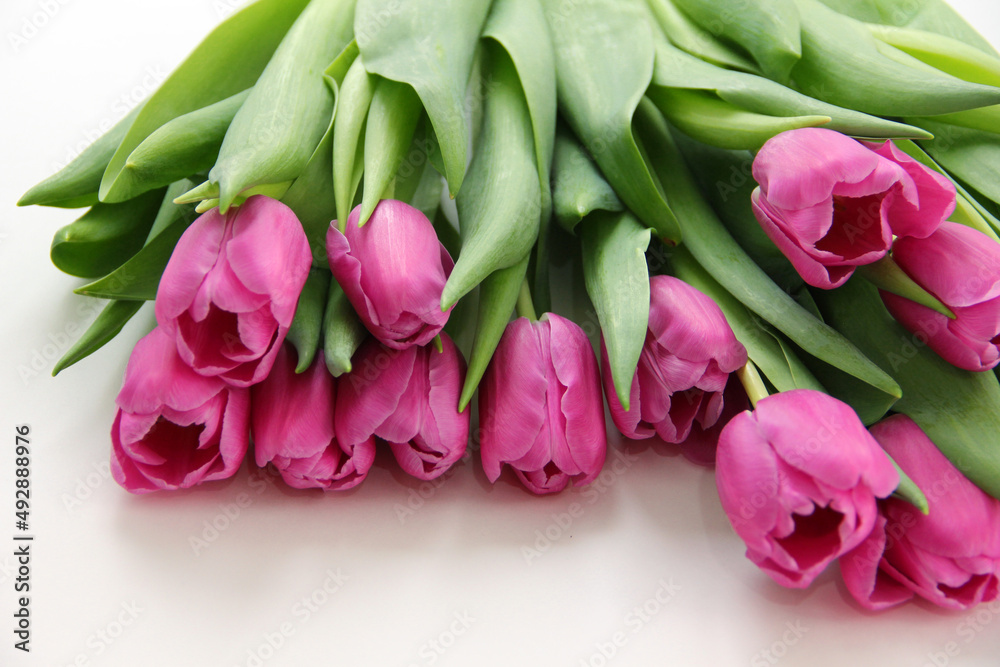 Purple tulips on a white background. Spring bouquet of purple tulips on a light background. Purple tulips on a white background. Spring bouquet of purple tulips on a light background.