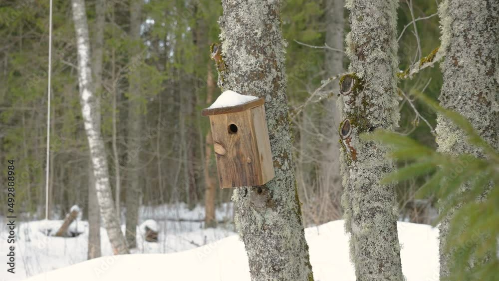 A small peekhole on the wooden birdhouse on the tree trunk during winter in Estonia