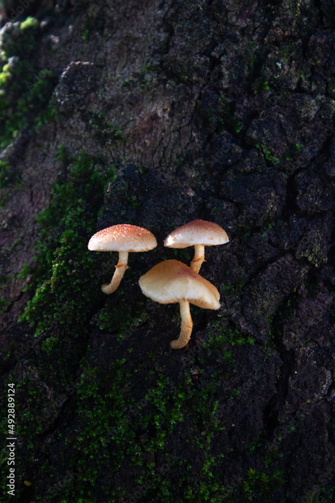 Fototapeta premium mushroom