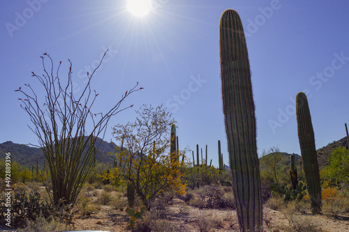 Intense sun over cactus and blooms of the Sonoran Desert in Spring with rugged hills.