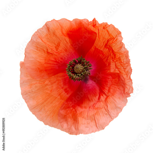 Flora of Gran Canaria -  Papaver rhoeas, common poppy  isolated on white background
